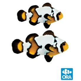 ORA Black Ice Snowflake Pair (Amphiprion ocellaris)