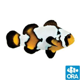 ORA Black Ice Snowflake (Amphiprion ocellaris)