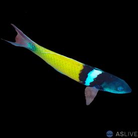 Blue Head Wrasse (Thalassoma bifasciatum)