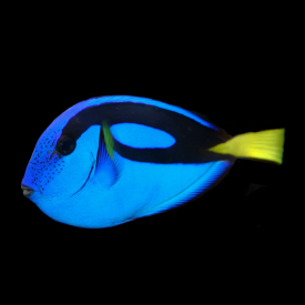 Blue (Hippo) Tang