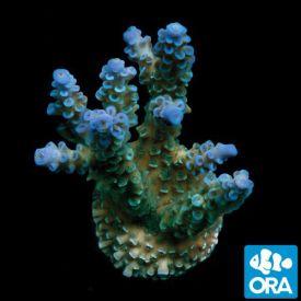 ORA Aquacultured Blue Voodoo (Acropora sp.)