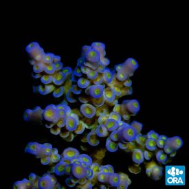 ORA Aquacultured Marshall Island Blue Bottlebrush Acro