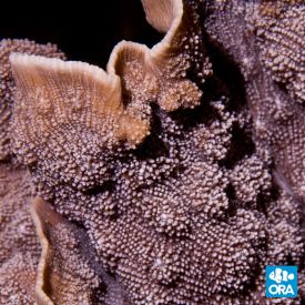 ORA Aquacultured Blue Chalice