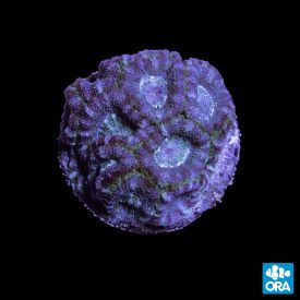 ORA Aquacultured Blue Lagoon Acanstrea