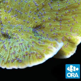 ORA Aquacultured Blue Polyp Monti capricornis