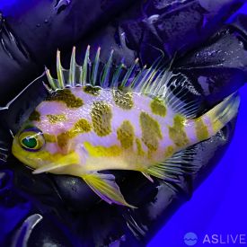 Borbonius Anthias (Odontanthias borbonius)