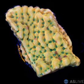 Beach Bum Monti C09, WYSIWYG