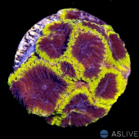 Wolverine Favia C06, WYSIWYG