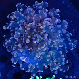 Confetti Forgspawn 1 WYSIWYG