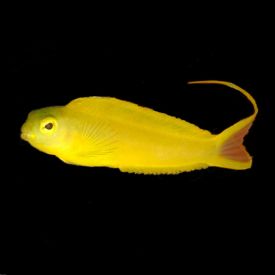 Canary Blenny (Meiacanthus ovalaunensis)