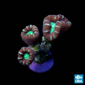 ORA Aquacultured Marshall Island Candy Cane Coral