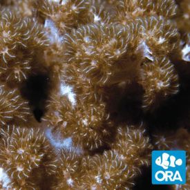 ORA Aquacultured Capnella (Capnella sp.)