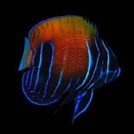 Bali Aquarich Captive Bred Majestic Angelfish Small