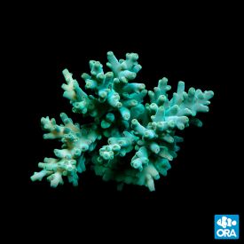 ORA Aquacultured Marshall Island Acro. Caroliniana