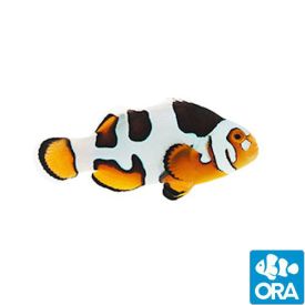 ORA Captive Bred Cheek Dot Picasso