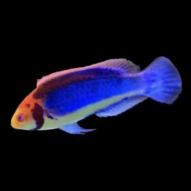 Clown Fairy Wrasse, Cirrhilabrus solorensis