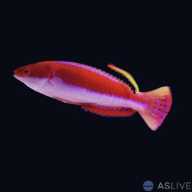 Conde's Fairy Wrasse (Cirrhilabrus condei) Male