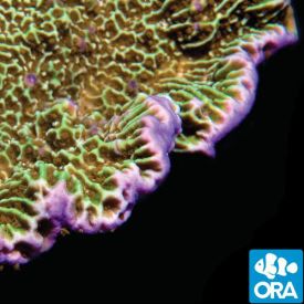 ORA Aquacultured Montipora Confusa