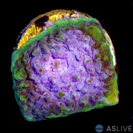 Mrs.Cookie Monster C10, WYSIWYG