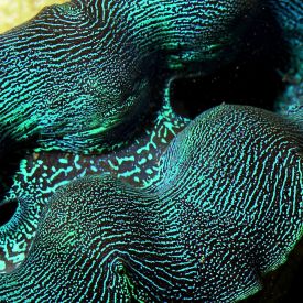 ORA Aquacultured First Grade Crocea Clam 1.25 - 1.5" (Tridacna crocea)