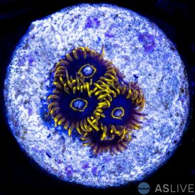 Blue Hornet Zoa D16 WYSIWYG