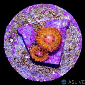 Speckled Krak Zoanthids