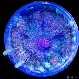 Rainbow Neglecta Mushroom WYSIWYG