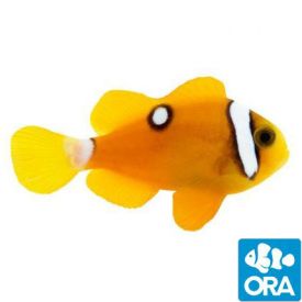 ORA Captive Bred Deluxe Clarkii