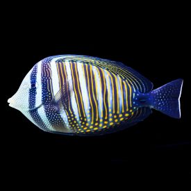 Desjardini Sailfin Tang, Zebrasoma desjardinii