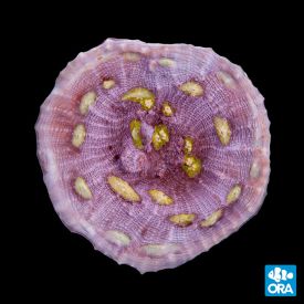 ORA Aquacultured Easter Egg Chalice