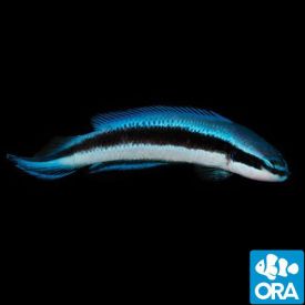 ORA Captive Bred Electric Indigo (P. fridmani x sankeyi)