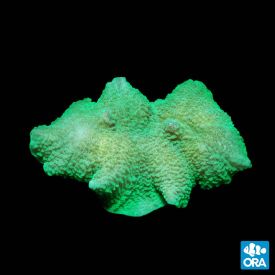 ORA Aquacultured Marshall Island Elephant Mushroom