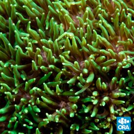 ORA Aquacultured Metallic Green Galaxea