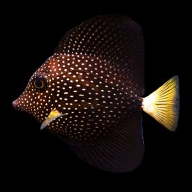 Gem Tang, Zebrasoma gemmatum - Medium