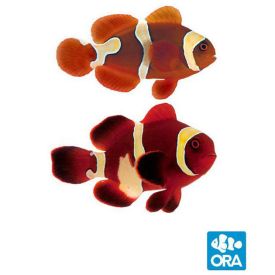 ORA Captive Bred Goldflake Maroon Clownfish Pair
