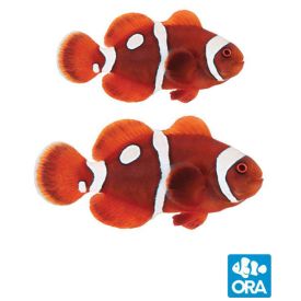 ORA Captive Bred Gold Dot Maroon Pair