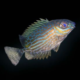 Captive Bred Biota Golden Lined Rabbitfish