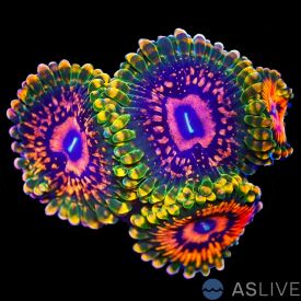 Grand Master Krak Zoanthid