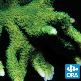 ORA Aquacultured Neon Green Montipora digitata