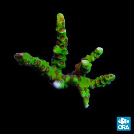 ORA Aquacultured Neon Green Anacropora