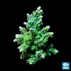 ORA Aquacultured Marshall Island Green Fuzzy Acro