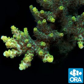 ORA Aquacultured Green Planet (Acropora sp.)