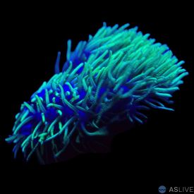 Green Star Polyps (Pachyclavularia violacea) Almost WYSIWYG