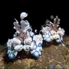 Harlequin Shrimp - Hymenocera picta