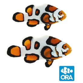 ORA Captive Bred Helmet Picasso Clownfish Pair