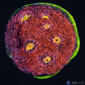 ASL Watermelon Chalice A22 WYSIWYG