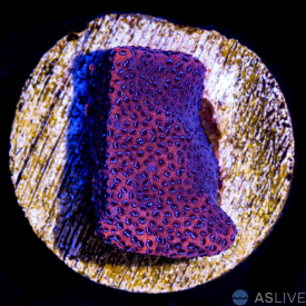 A35 Mystic Montipora WYSIWYG