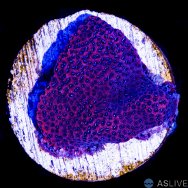 A53 Mystic Sunset Montipora WYSIWYG