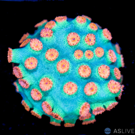 Meteor Shower Cyphastrea A13 WYSIWYG