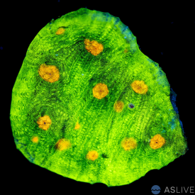 Space Invader Chalice A83 WYSIWYG 